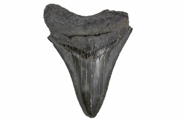 Serrated, Fossil Megalodon Tooth - South Carolina #306248